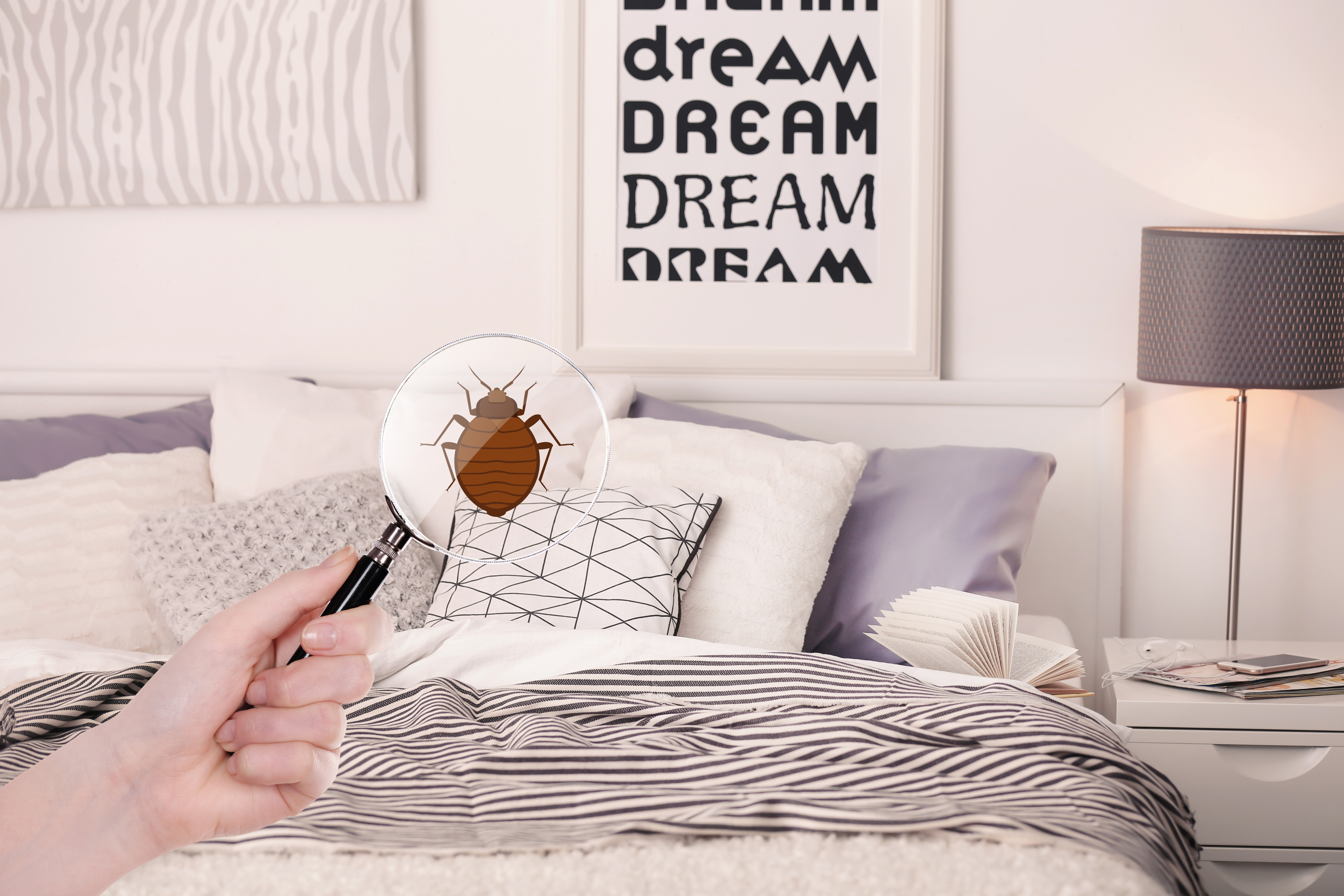 Comment prévenir une infestation de punaises de lit ?